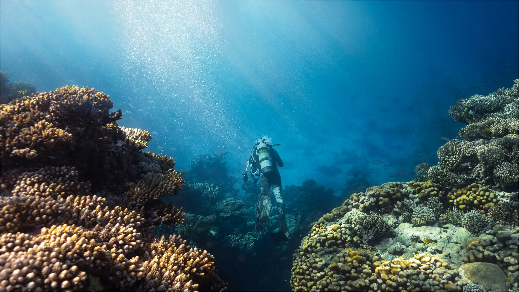 Red Sea Diving