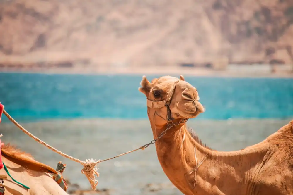 Dahab_camel_ride